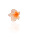 Presilha Flor Tropical Laranja Tamanho P