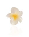 Presilha Flor Tropical Branca Tamanho G